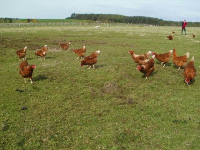 Glenkens eggs - hens