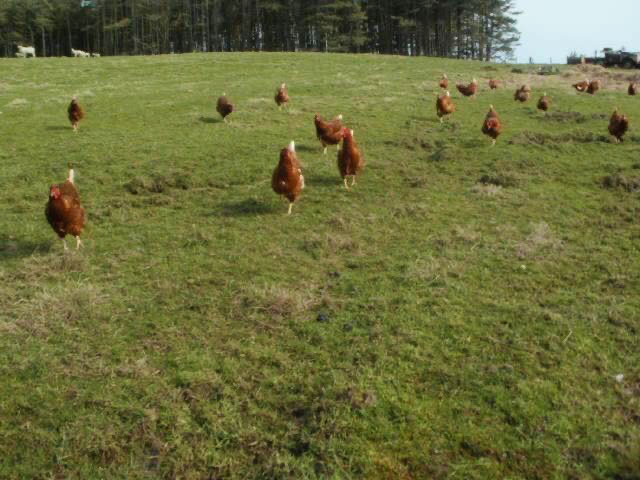 Glenkens eggs - hens