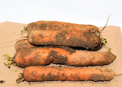 Dirty Carrots