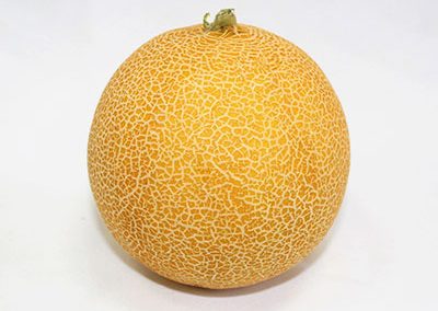 Melon Galia