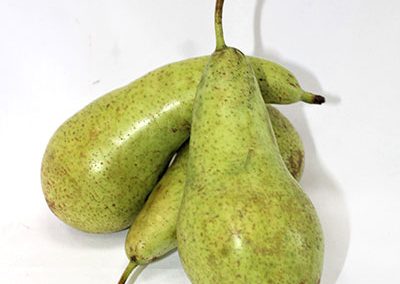 Pear Conference