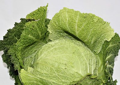 Cabbage Savoy