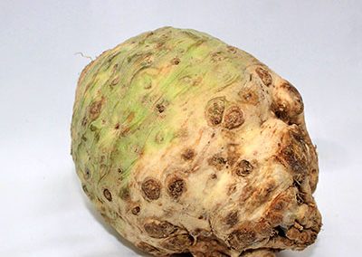 Celeriac